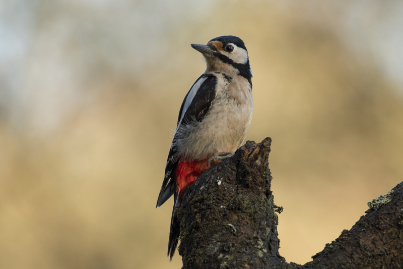 Photo Oiseaux Pic épeiche (Dendrocopos major)