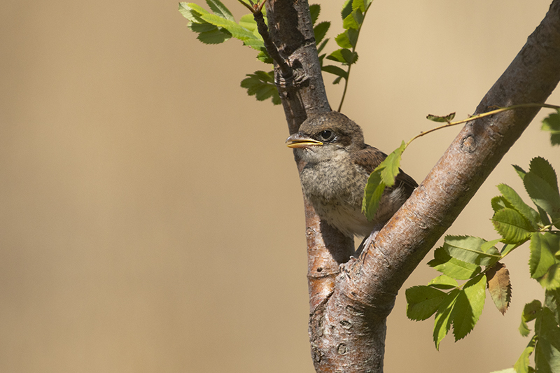 Photo Oiseaux Pie-grièche écorcheur (Lanius collurio)