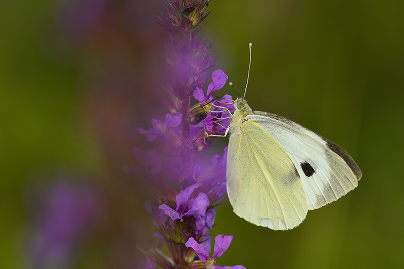 Photo Insectes Piéride du chou (Pieris brassicae)