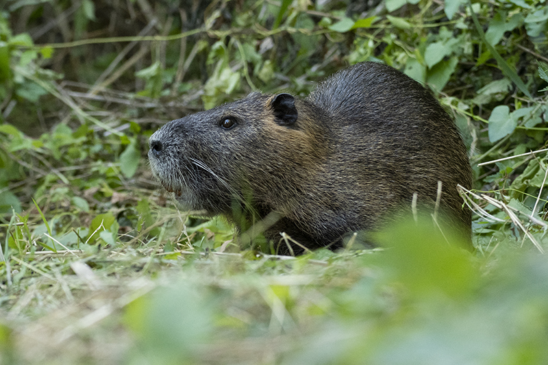 Photo Mammifères Ragondin (Myocastor coypus)