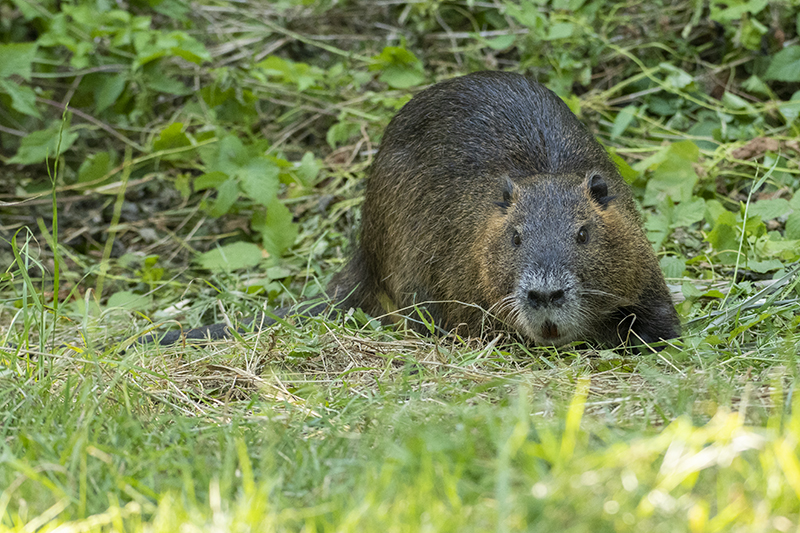 Photo Mammifères Ragondin (Myocastor coypus)