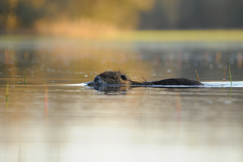 Photo Mammifères Ragondin (Myocastor coypus)