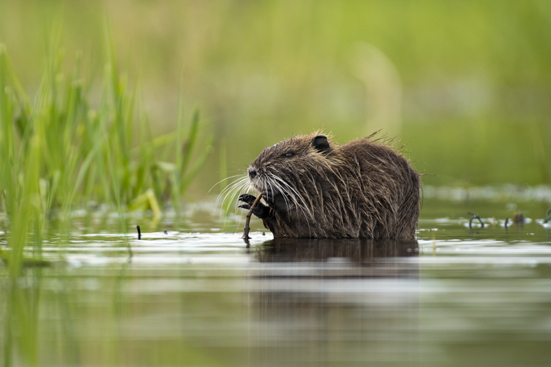 Photo Mammifères Ragondin (Myocastor coypus)