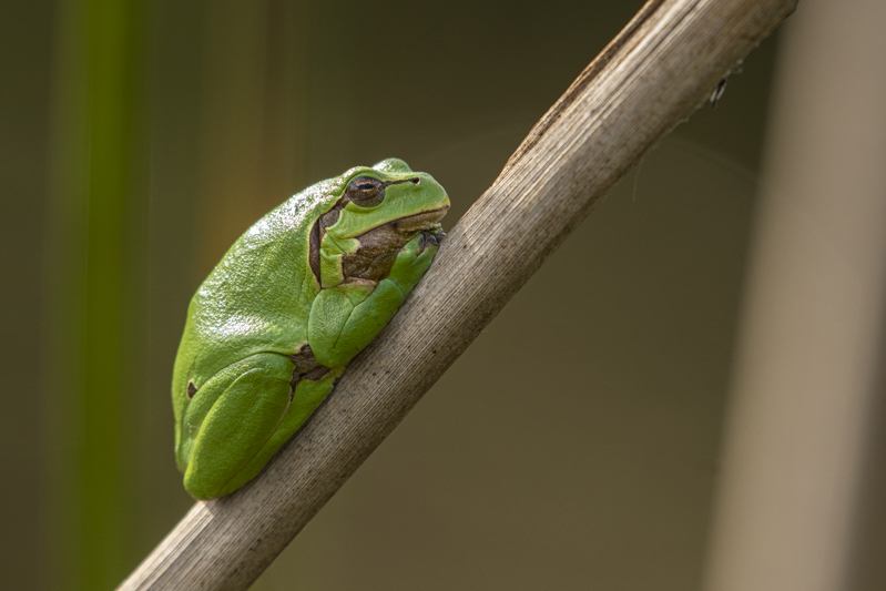 Photo Amphibiens Rainette verte (Hyla arborea)