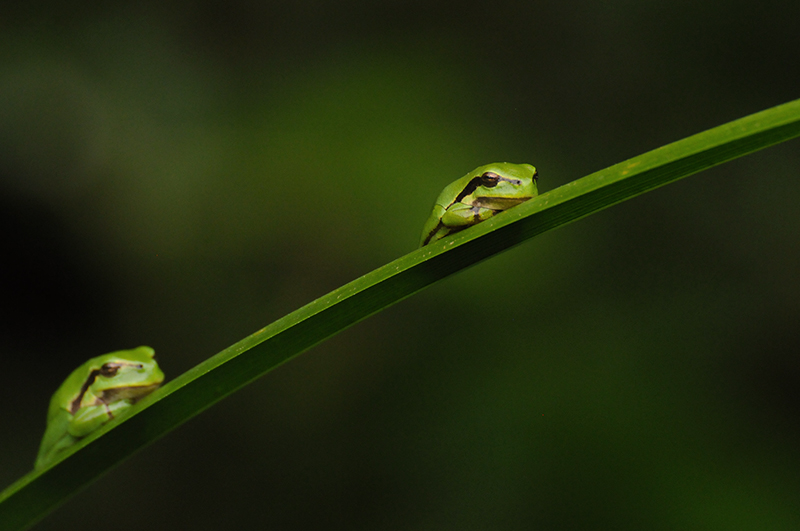 Photo Amphibiens Rainette verte (Hyla arborea)