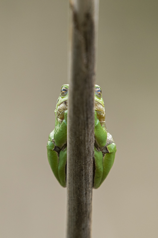 Photo Amphibiens Rainette verte (Hyla arborea)