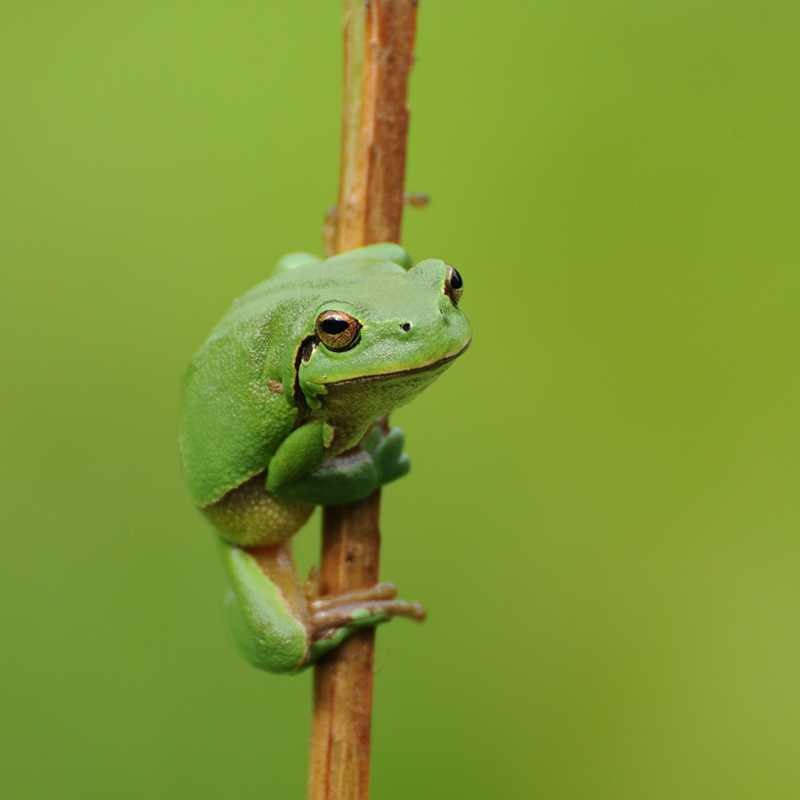 Photo Amphibiens Rainette verte (Hyla arborea)