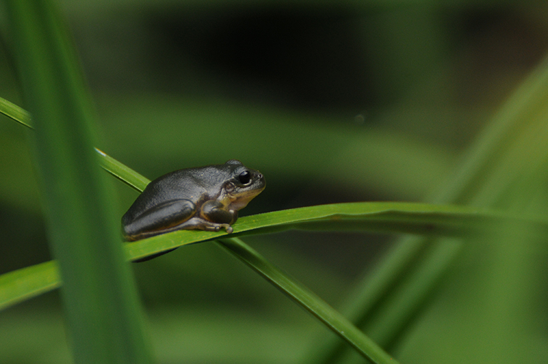 Photo Amphibiens Rainette verte (Hyla arborea)