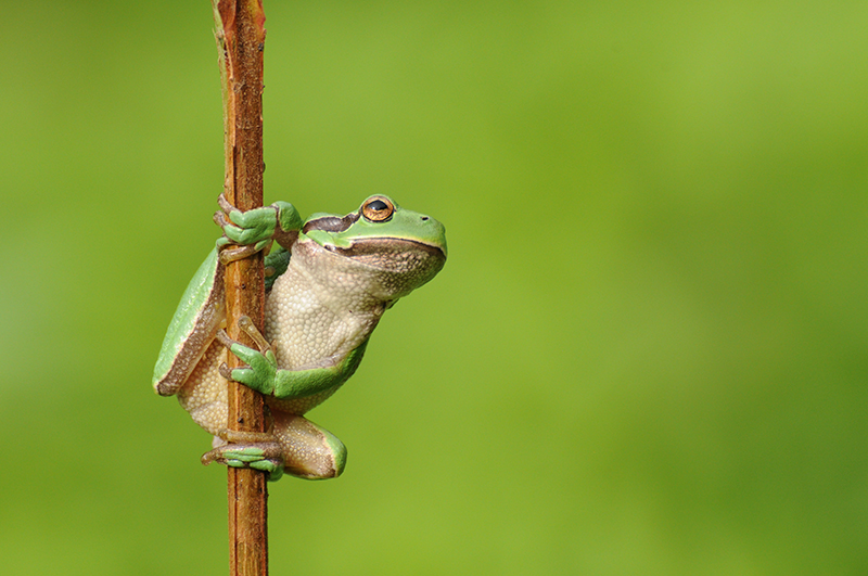 Photo Amphibiens Rainette verte (Hyla arborea)