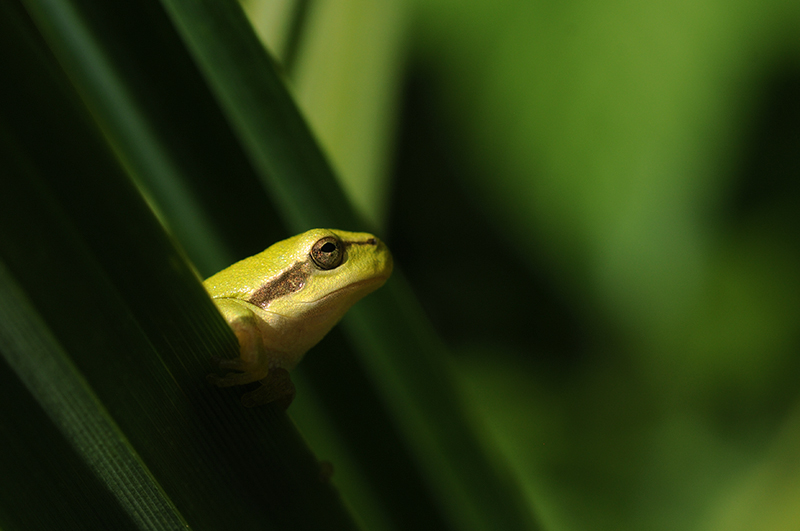 Photo Amphibiens Rainette verte (Hyla arborea)