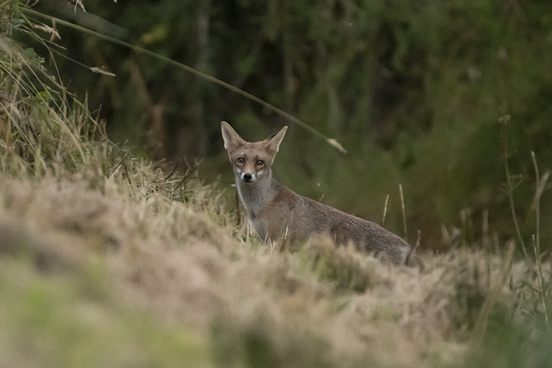 Photo Mammifères Renard roux (vulpes vulpes).