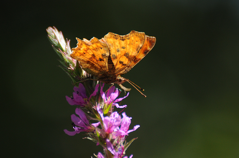 Photo Insectes Robert-le-Diable (Polygonia c-album)