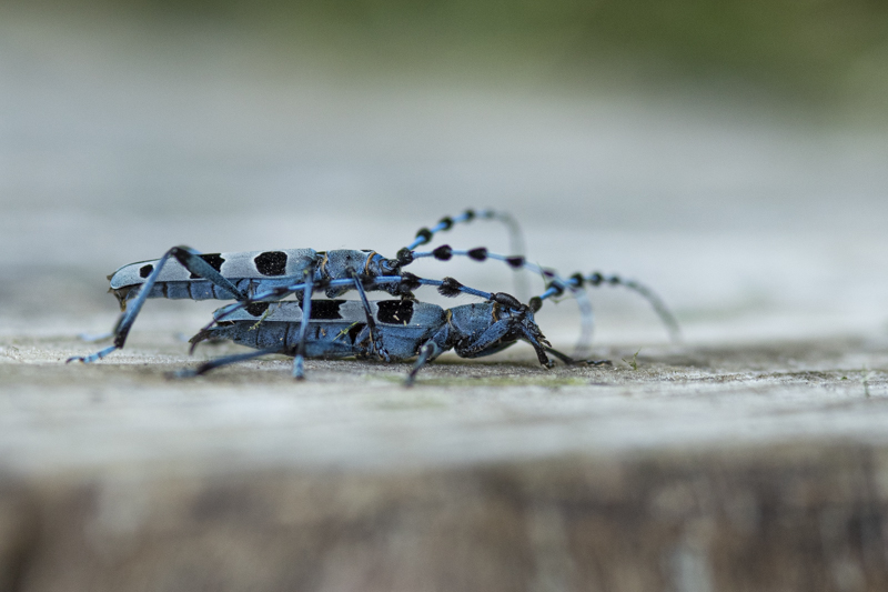 Photo Insectes Rosalie des Alpes (Rosalia alpina)