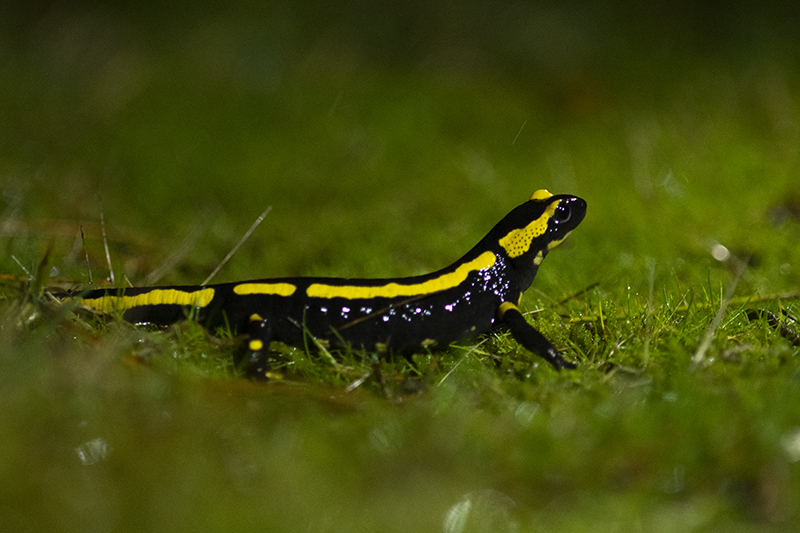 Photo Amphibiens Salamandre tachetée (Salamandra salamandra)