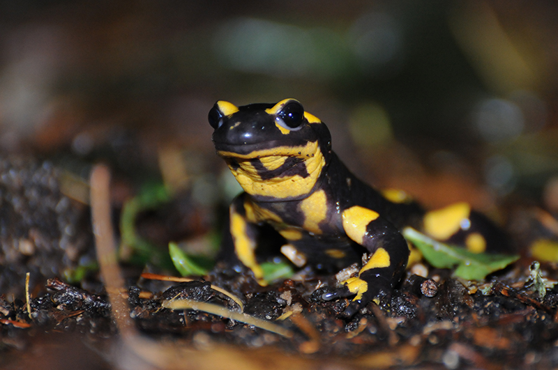 Photo Amphibiens Salamandre tachetée (Salamandra salamandra)