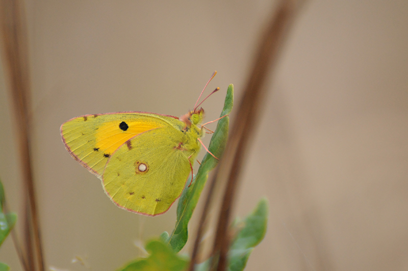 Photo Insectes Souci (Colias crocea)