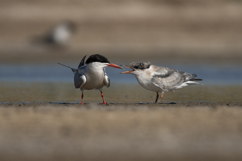 Photo Oiseaux Sterne pierregarin (Sterna hirundo)