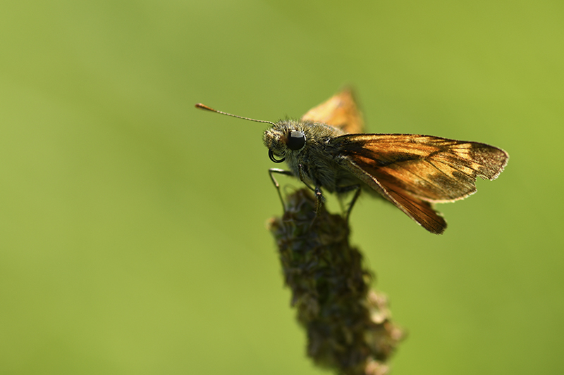 Photo Insectes Sylvaine (Ochlodes sylvanus)