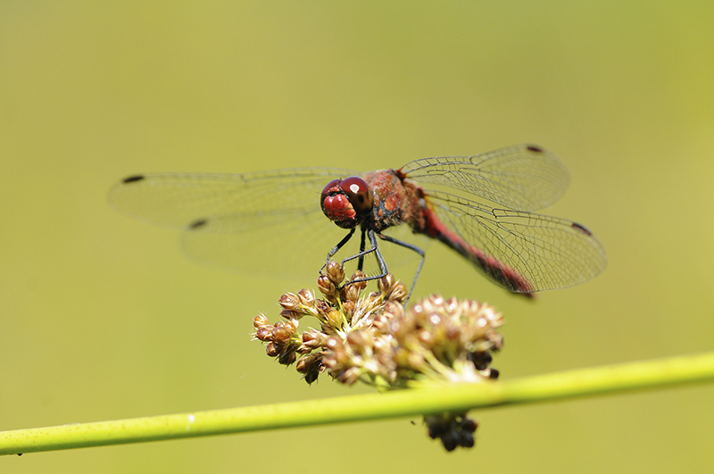 Photo Insectes Sympétrum rouge sang (Sympetrum sanguineum)