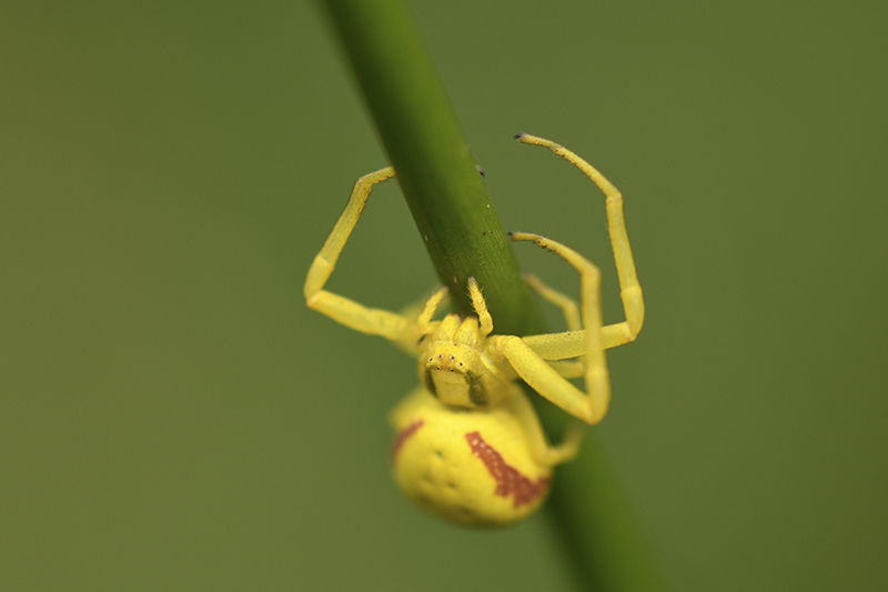 Photo Araignées Thomise Variable (Misumena vatia)