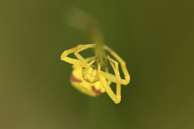 Photo Araignées Thomise Variable (Misumena vatia)