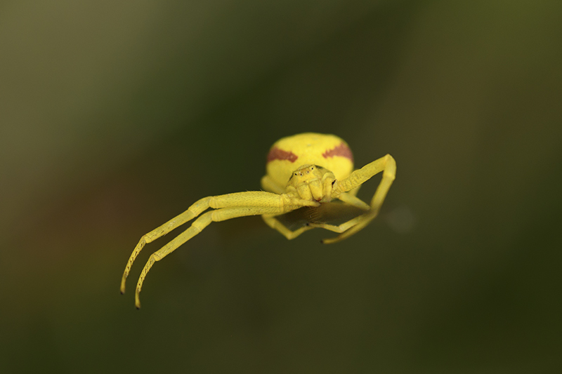 Photo Araignées Thomise Variable (Misumena vatia)