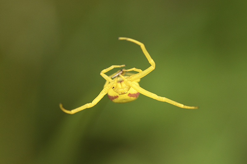 Photo Araignées Thomise Variable (Misumena vatia)