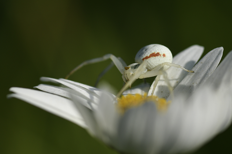 Photo Araignées Thomise Variable (Misumena vatia)