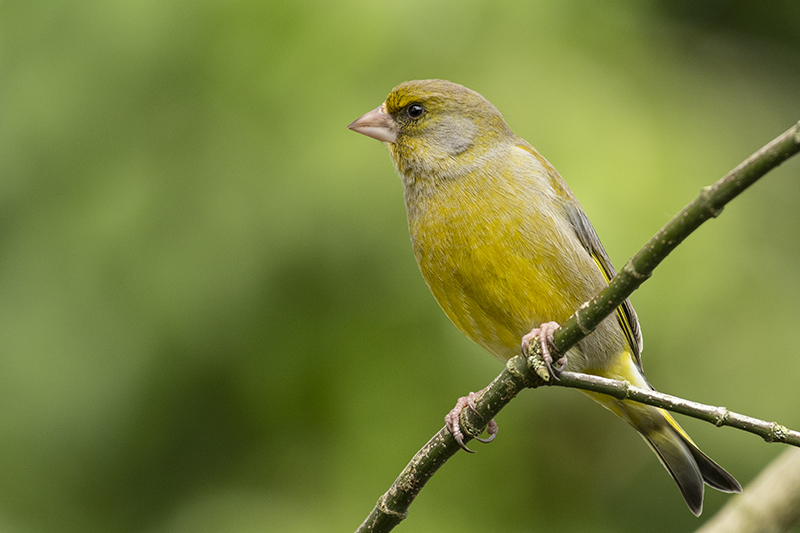 Photo Oiseaux Verdier d'Europe (Chloris chloris)