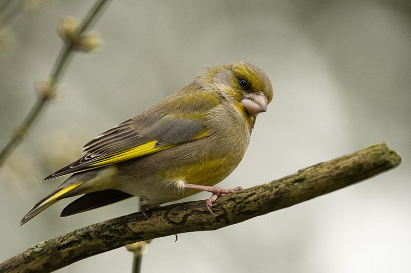 Photo Oiseaux Verdier d'Europe (Chloris chloris)