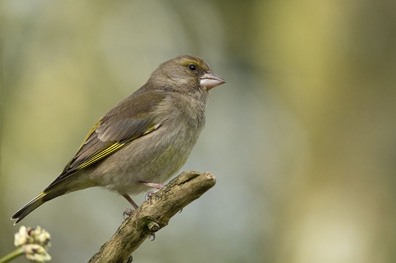 Photo Oiseaux Verdier d'Europe (Chloris chloris)