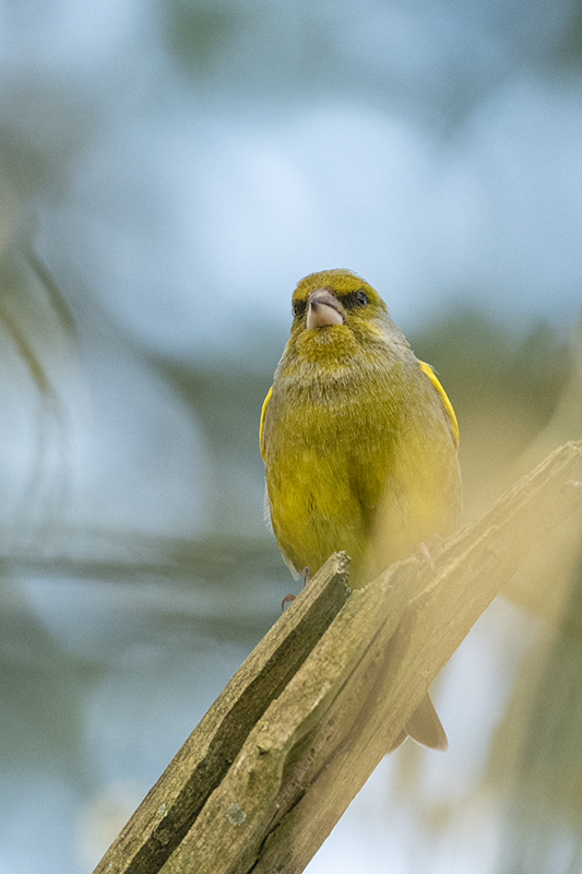 Photo Oiseaux Verdier d'Europe (Chloris chloris)