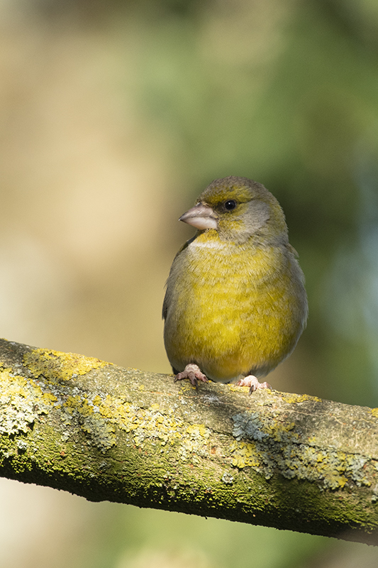 Photo Oiseaux Verdier d'Europe (Chloris chloris)