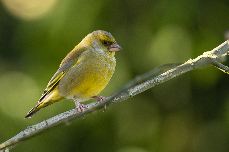 Photo Oiseaux Verdier d'Europe (Chloris chloris)