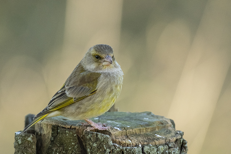 Photo Oiseaux Verdier d'Europe (Chloris chloris)