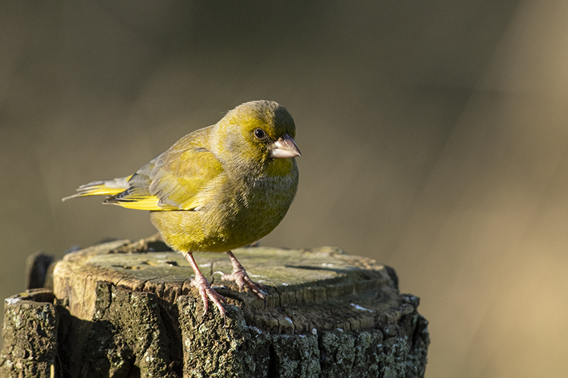 Photo Oiseaux Verdier d'Europe (Chloris chloris)