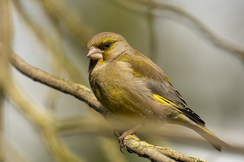 Photo Oiseaux Verdier d'Europe (Chloris chloris)