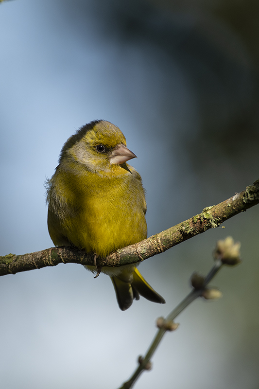 Photo Oiseaux Verdier d'Europe (Chloris chloris)