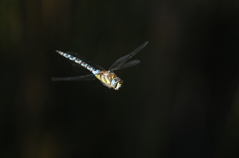 Photo Insectes Aeschne mixte (Aeschna mixta)