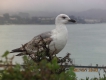 Oiseaux Goéland argenté