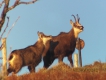 Mammifères Chamois