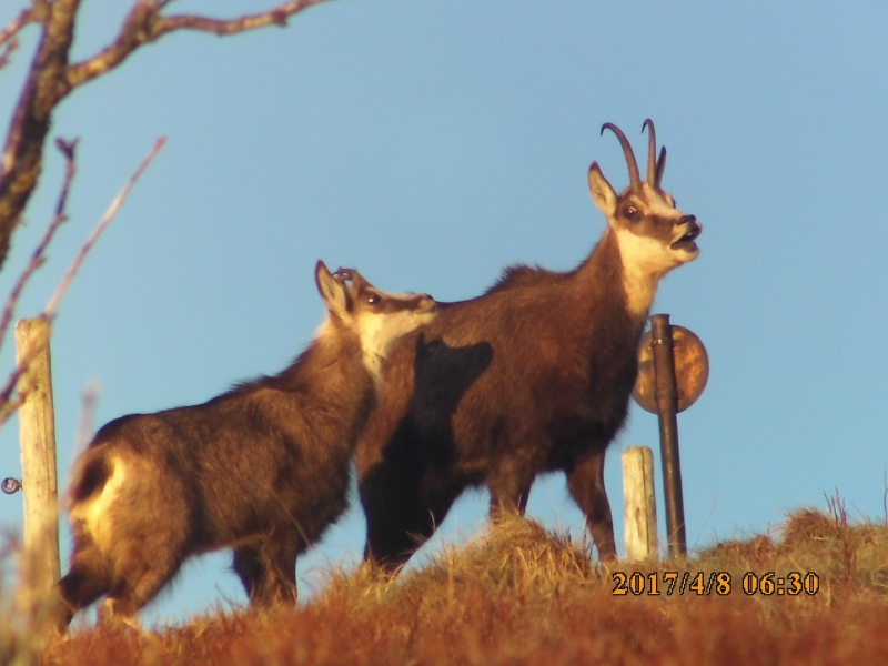 Photo Mammifères Chamois