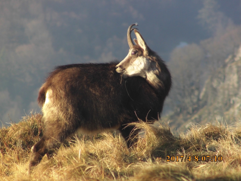 Photo Mammifères Chamois