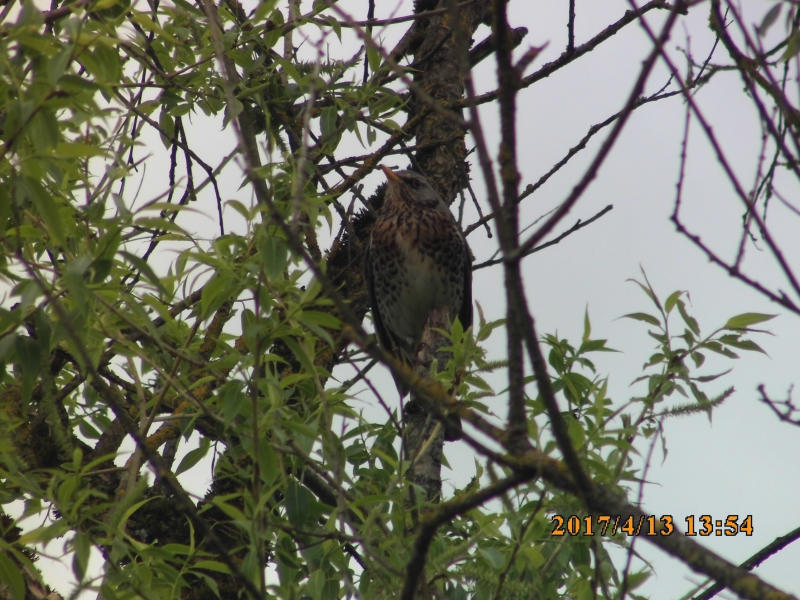 Photo Oiseaux Grive litorne (Turdus pilaris)