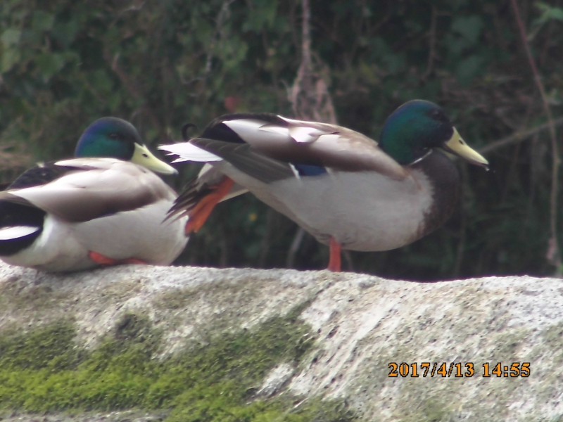 Photo Oiseaux Canard colvert (Anas platyrhynchos)