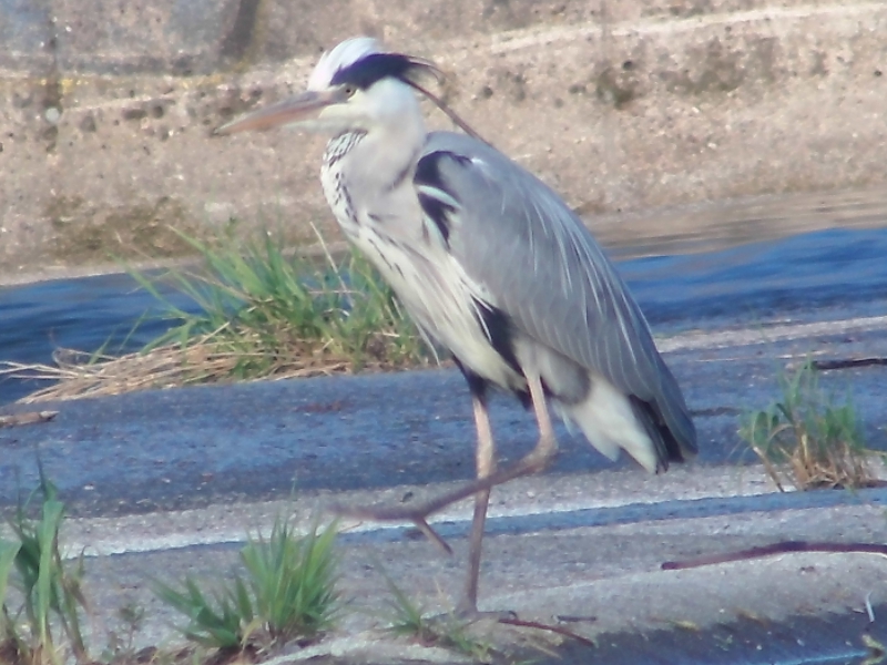 Photo Oiseaux Héron cendré