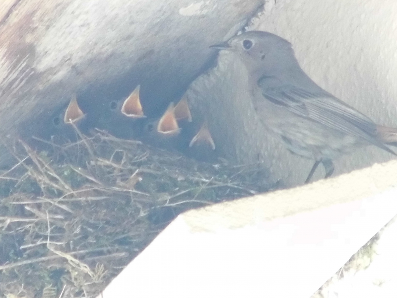 Photo Oiseaux Rouge-queue Noir femelle