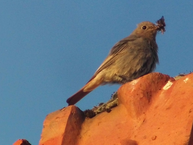 Photo Oiseaux Rouge-queue Noir femelle