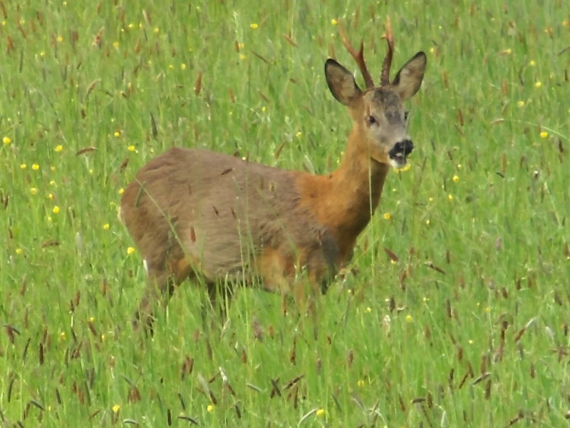 Photo Mammifères Chevreuil