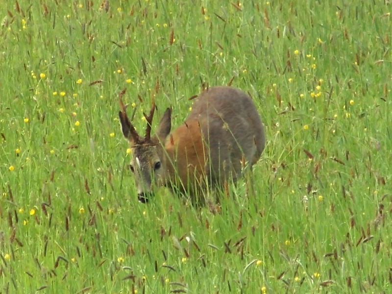 Photo Mammifères Chevreuil